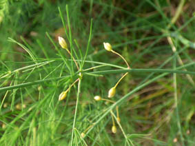 Asparagus officinalis